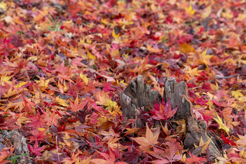 散紅葉　寒霞渓　（香川県　小豆島）