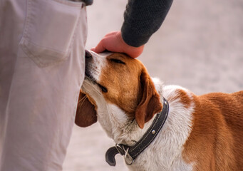Gentle connection between human and dog. A touching moment between a person and a dog, depicting...