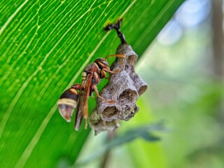 A close up shot of a paper wasp meticulously building its nest on a green leaf. The intricate dcloseetails of the nest and the wasp's busy movements are captured in stunning clarity.
