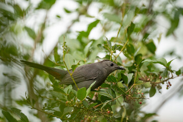 A Gray Catbird bird perched on a tree branch in summer Florida shrubs