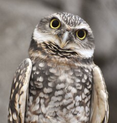 The burrowing owl (Athene cunicularia) is a small, long-legged owl found throughout North and South America