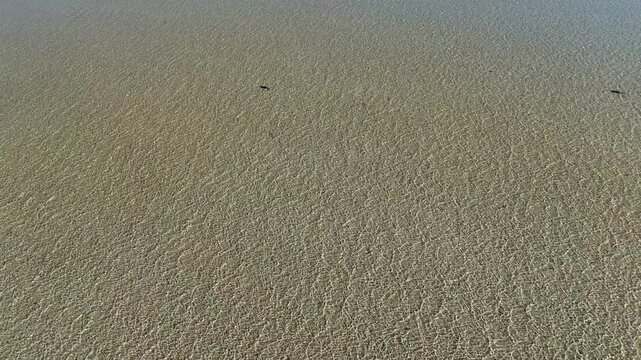 aerial drone shot of nervous sharks, Carcharhinus cautus, swimming and hunting in shallow water close to the beach of eagle bluff along the coast of shark bay, Francois Peron national park, Australia.