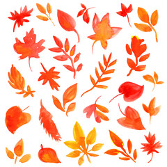 Drawing of autumn leaves with raw aquarelle technique. Set of various tree leaves. Hand drawn with watercolor. Isolated elements on a white background for your design