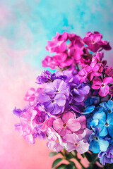 Fototapeta premium Pink flowers of paniculate phlox, close-up. Spring and summer flowers.