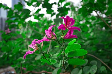 Vibrant Bauhinia blakeana pink flowers among green leaves