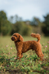A brown toy poodle dog with its tongue sticking out. Happy Toy poodle puppy on a walk in the park on the grass with flowers