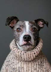 Portrait of a Dog in a Jumper
