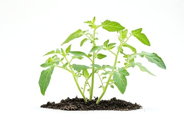 tomato plant isolated on white background