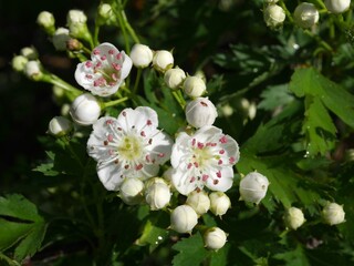 Closeup of Downy Hawthorn flowers, Colorado 