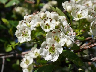 Closeup of Downy Hawthorn flowers, Colorado 