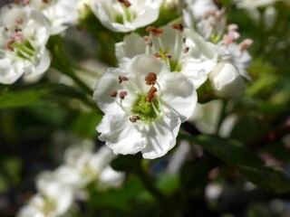 Fototapeta premium Closeup of Downy Hawthorn flowers, Colorado 