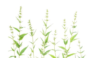 hemp plant isolated on white background