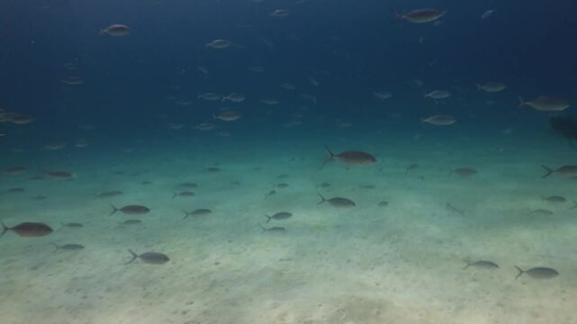 escuela de peces movi&eacute;ndose r&aacute;pido mientras buzos nadan entre el cardumen.