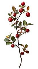 cranberry plant isolated on white background