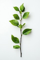 Obraz premium lemon tree branch isolated on white background