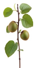 kiwi plant with fruit isolated on white background