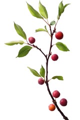plum tree branch isolated on white background