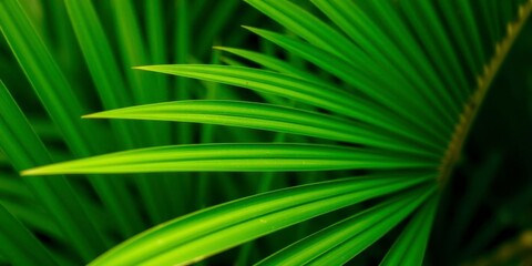 Close up shot of a vibrant green palm leaf showcasing its unique texture and tropical essence, close up, macro