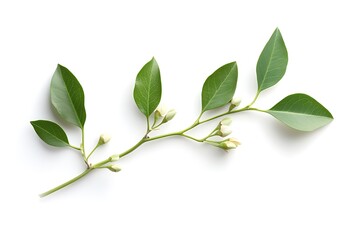 Fototapeta premium clove plant isolated on white background