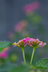 カラフルなランタナの花