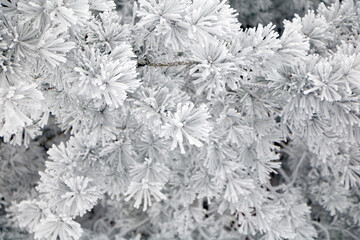 Winter Nature scene with spruce branch covered in frost