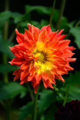 Closeup of vibrant orange and yellow dahlia flowers blooming in a fall garden, dramatic nature background
