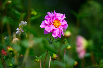 Obraz premium Closeup of pink dahlia flowers with curly petals and yellow centers blooming in a fall garden, dramatic nature background 