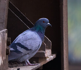 pigeon on the wall