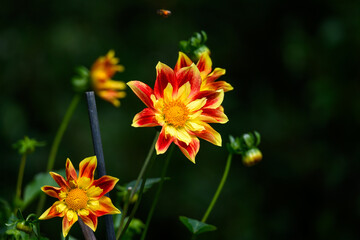 Closeup of vibrant orange and yellow dahlia flowers blooming in a fall garden, dramatic nature background
