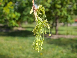 Closeup of Sugar Maple flowers, Colorado 