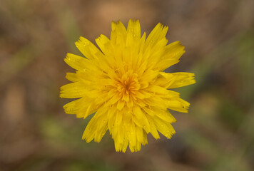 Water Droplets Cling to Smooth Mountain Dandelion Bloom In Summer