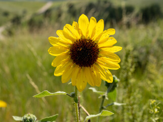 Wild Sunflower Glows In The Afternoon Sun