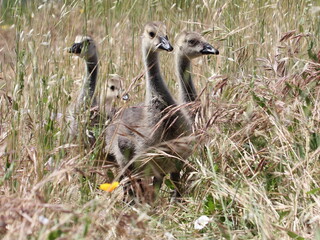 Goslings 