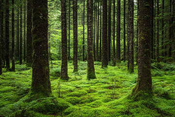 Fototapeta premium A lush green forest with tall trees covered in moss and a soft carpeted ground creating a peaceful and untouched natural landscape 