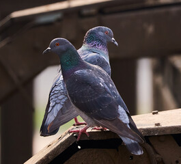 Obraz premium pigeon in the city