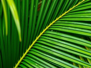 Close up of vibrant green palm leaf texture in a tropical setting, tropical, palm leaf