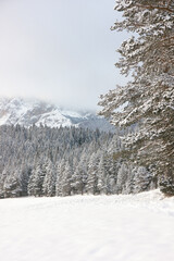 Beautiful winter landscape. Snowy mountain in fog and pine forest