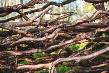 A fence made of willow branches in the garden. Wooden fence from branches of Salix matsudana "Tortuosa"