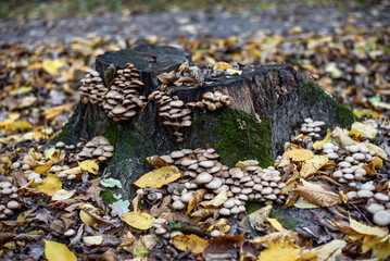 Mushrooms growing on a mossy stump in the forest A cluster of mushrooms in autumn wood