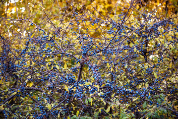 Prunus spinosa fruits on a background of yellow autumn leaves. Ripe blue fruits on a blackthorn tree in fall