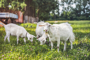 Obraz premium Three goats graze on a meadow in the summer. White goats and a kid are eating grass on the farm. Rural scene
