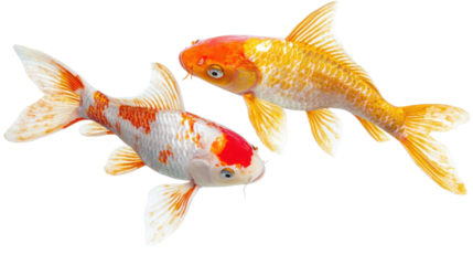 Colorful koi fish swimming gracefully in a serene underwater environment during daylight hours