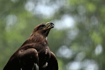 緑背景の見上げるイヌワシ
