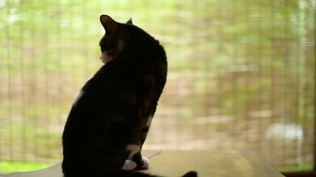 簾のかかった窓辺でくつろぐキジ猫