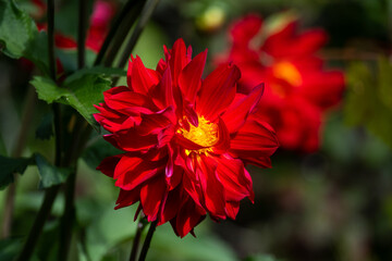 Closeup of vibrant red and yellow dahlia flowers blooming in a fall garden, dramatic nature background

