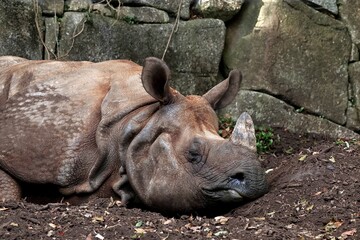 地面に伏せて眠るインドサイの横顔のアップ