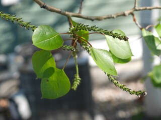 New leaves and flowers of aspen tree in spring