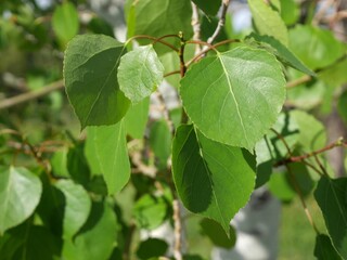 New aspen leaves in spring, Colorado