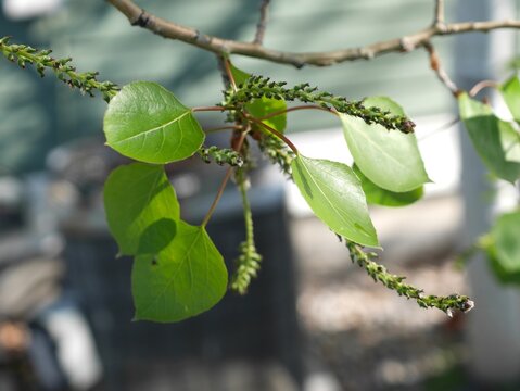 New leaves and flowers of aspen tree in spring