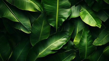 A tropical leaf pattern background featuring large green palm leaves and vibrant details.